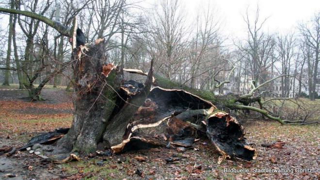 Saudummer Vandalismus zerstrt Baum aus dem frhen 19. Jahrhundert